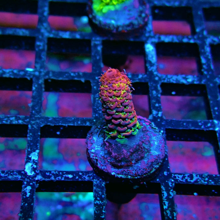 Pink Millepora Acro