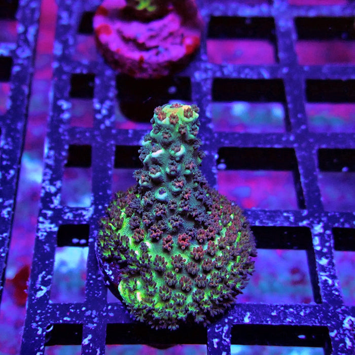Abrotanoides Acro