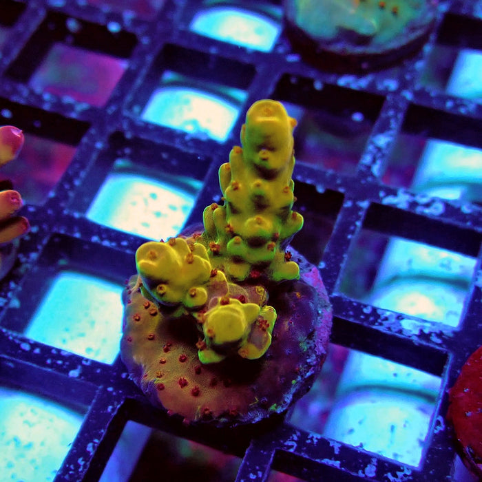 Aquaculture Frag Acro