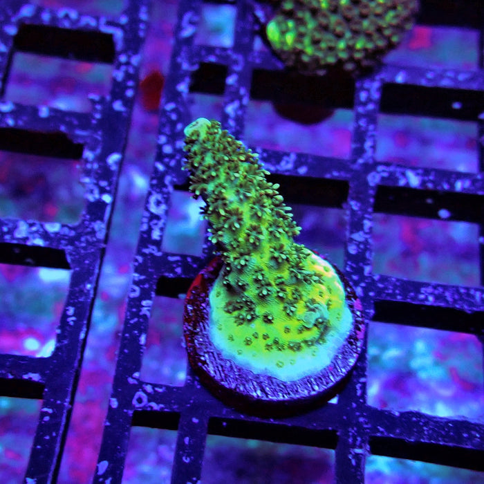 Aquaculture Frag Acro
