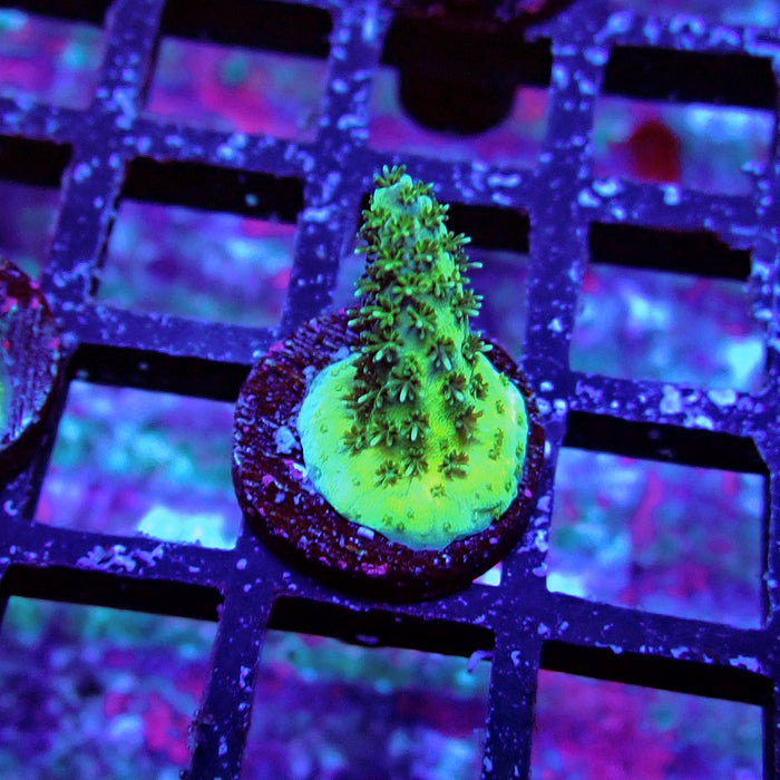 Aquaculture Frag Acro