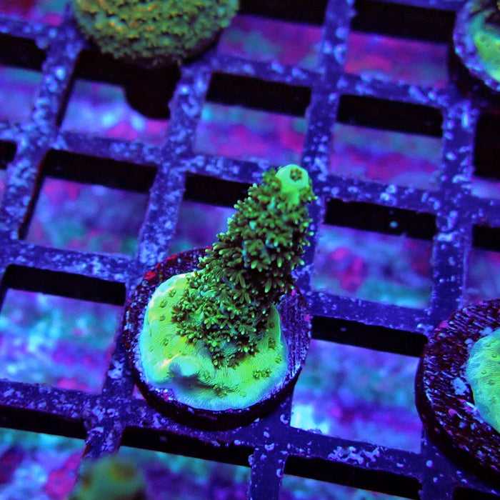 Aquaculture Frag Acro