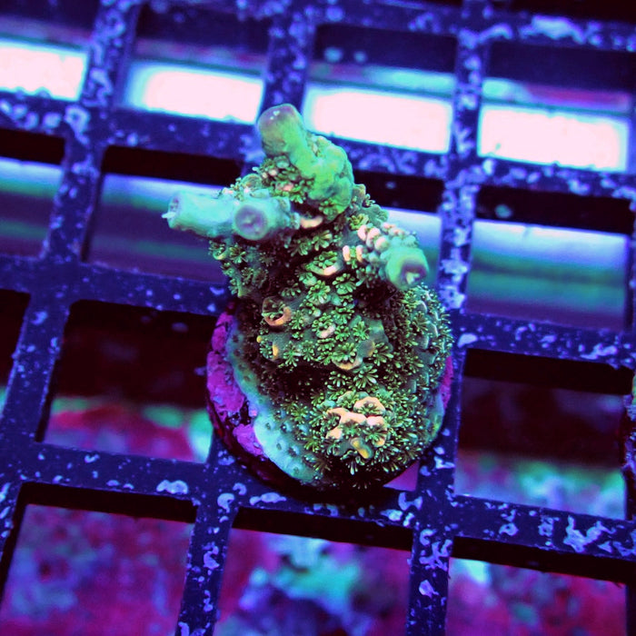 Millepora Acro