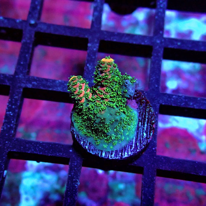 Aquaculture Frag Acro
