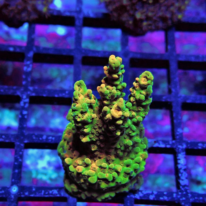 Aquaculture Frag Acro