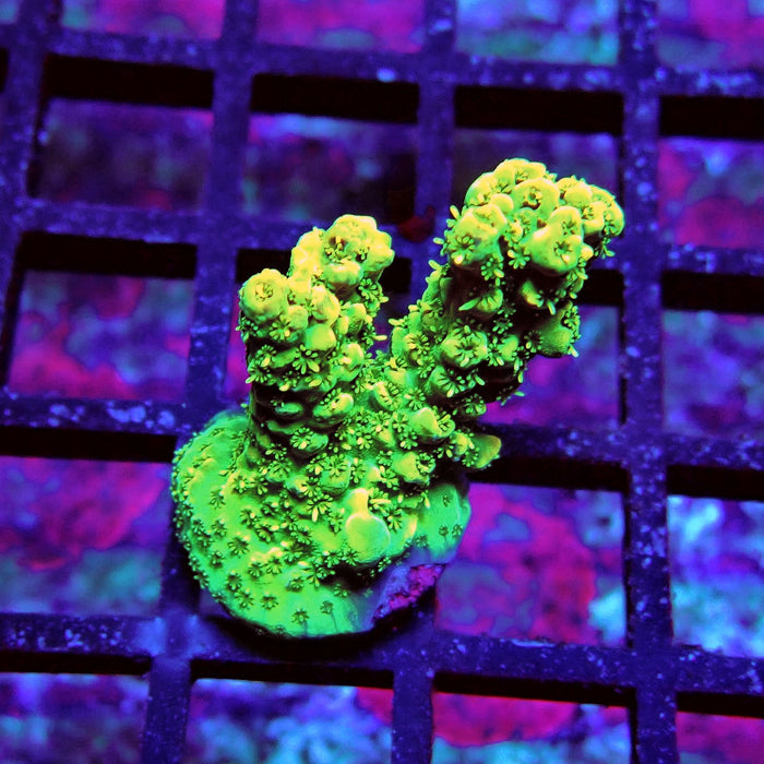 Aquaculture Frag Acro