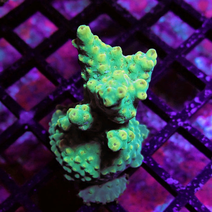 Aquaculture Frag Acro