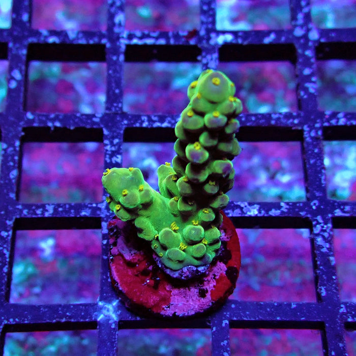 Aquaculture Frag Acro