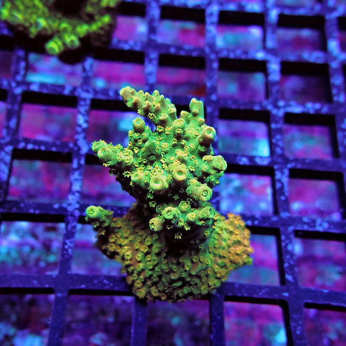 Aquaculture Frag Acro