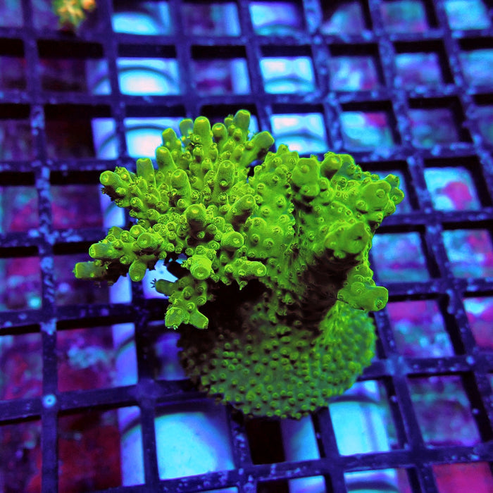 Aquaculture Frag Acro