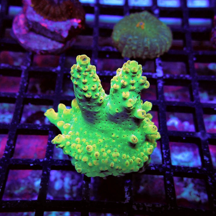 Aquaculture Frag Acro