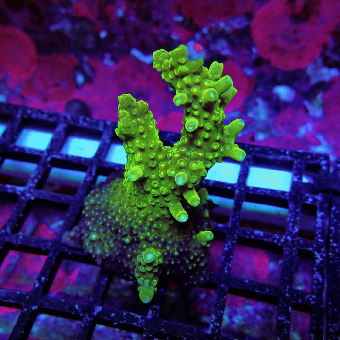 Aquaculture Frag Acro
