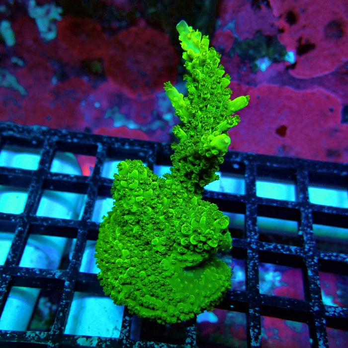 Aquaculture Frag Acro