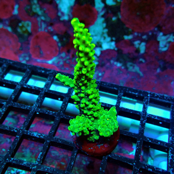 Aquaculture Frag Acro