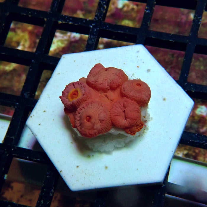 Tubastraea Coral Colony
