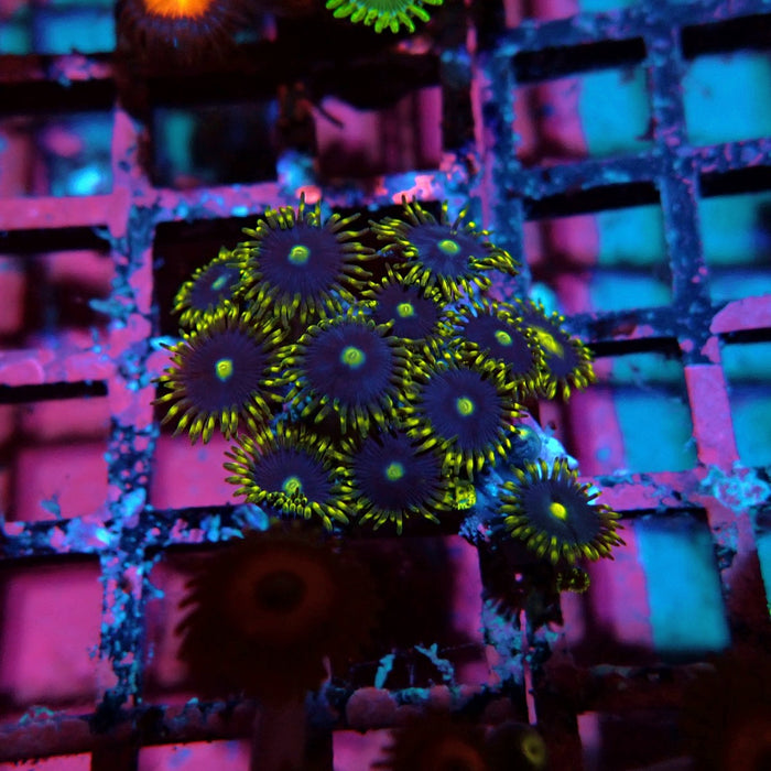 Ultra Zoas Frag