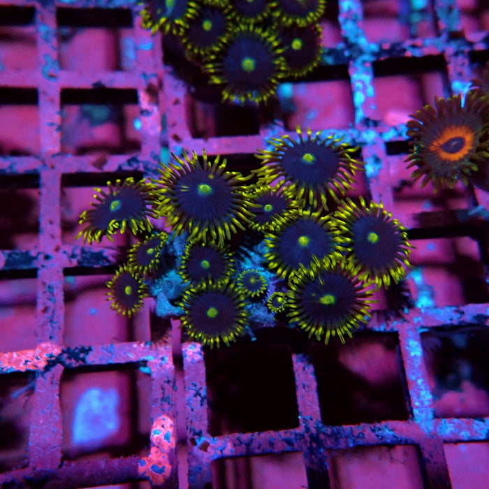 Ultra Zoas Frag
