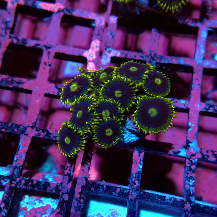 Ultra Zoas Frag