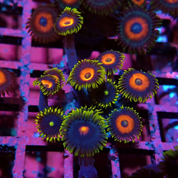 Ultra Zoas Frag