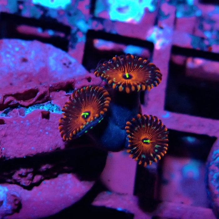 Ultra Zoas Frag