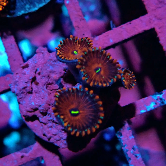 Ultra Zoas Frag