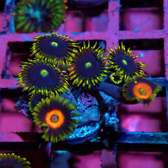 Ultra Zoas Frag
