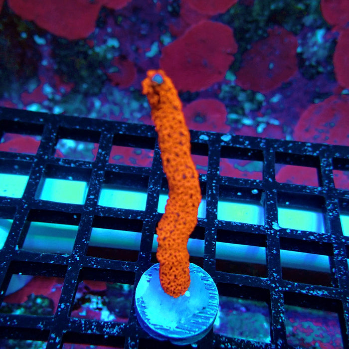 Bubblegum Montipora