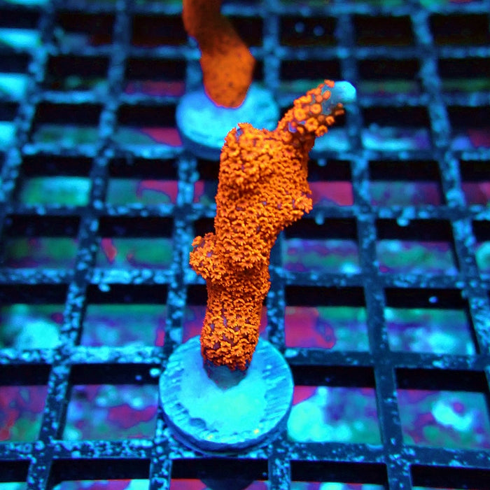 Bubblegum Montipora