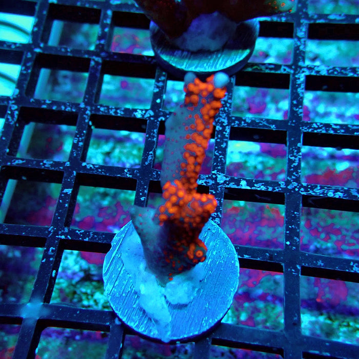 Bubblegum Montipora