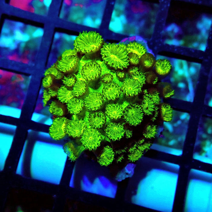 Goniopora Neon Green
