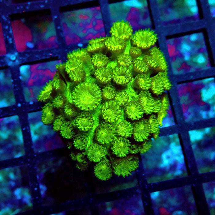 Goniopora Neon Green