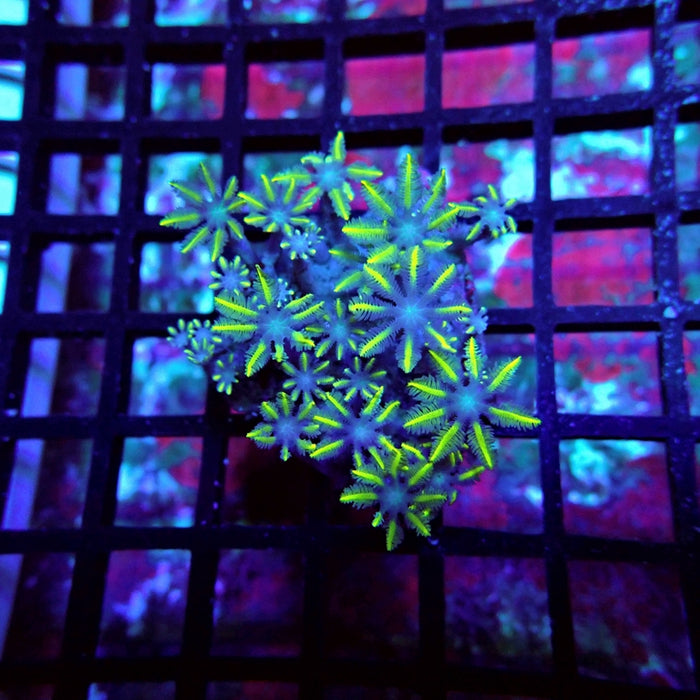 Clove Polyps Frag