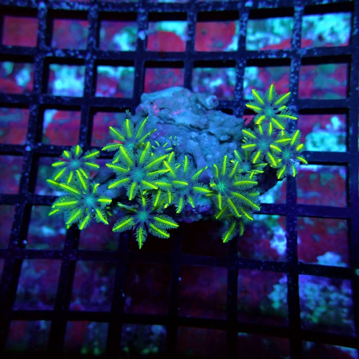 Clove Polyps Frag