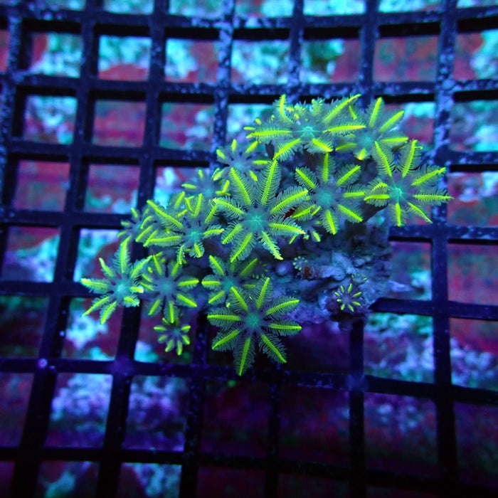 Clove Polyps Frag