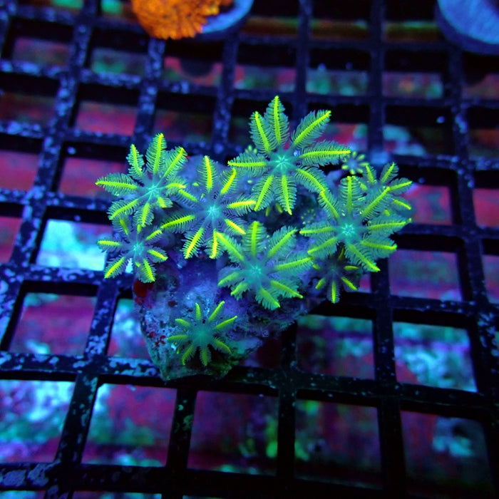 Clove Polyps Frag