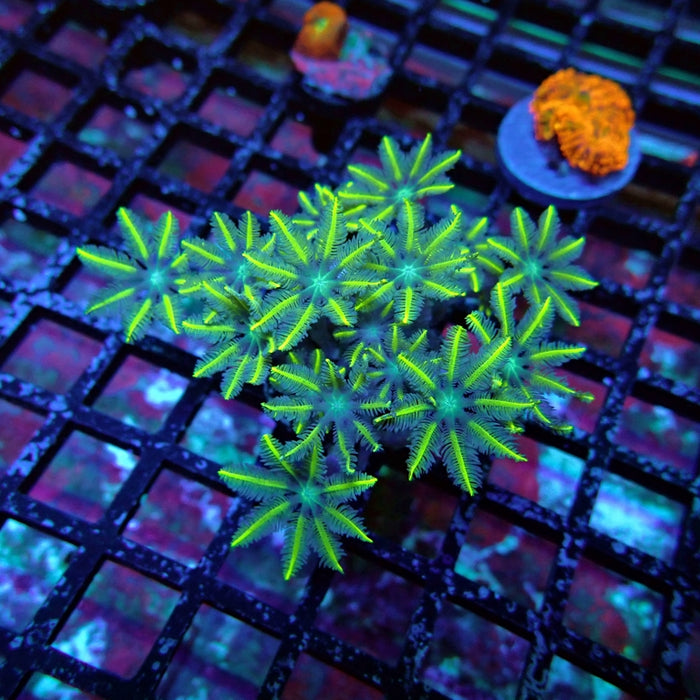 Clove Polyps Frag