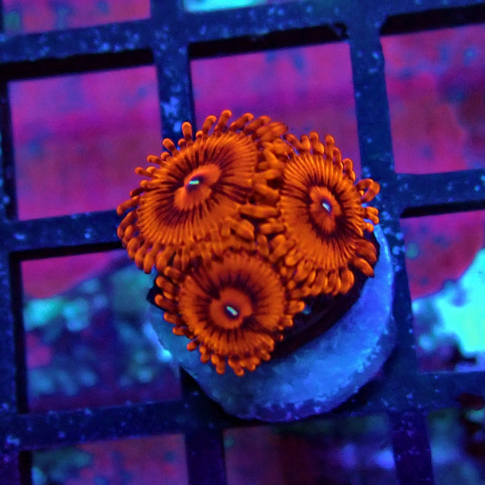 Ultra Red Zoas Frag