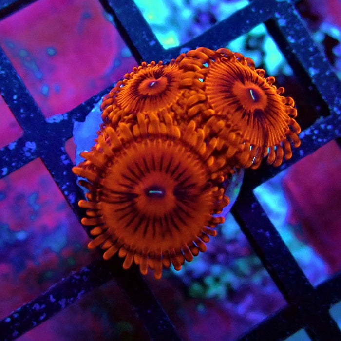 Ultra Red Zoas Frag