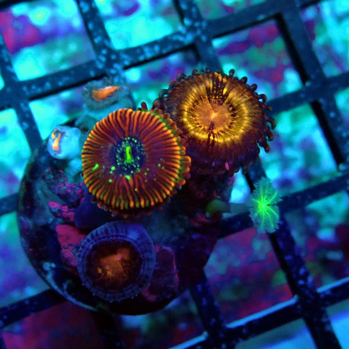 Ultra Zoas Frag
