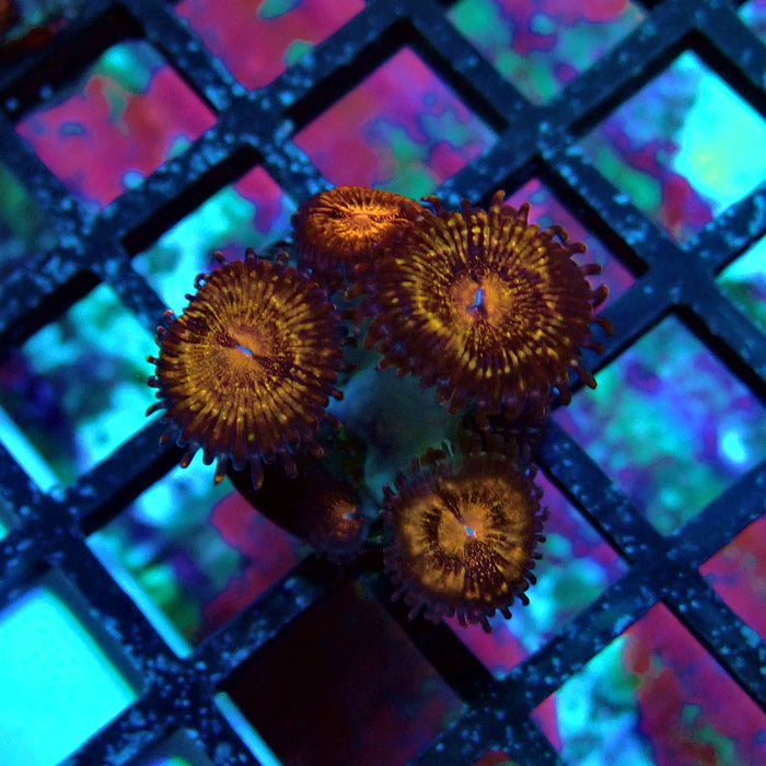 Ultra Zoas Frag