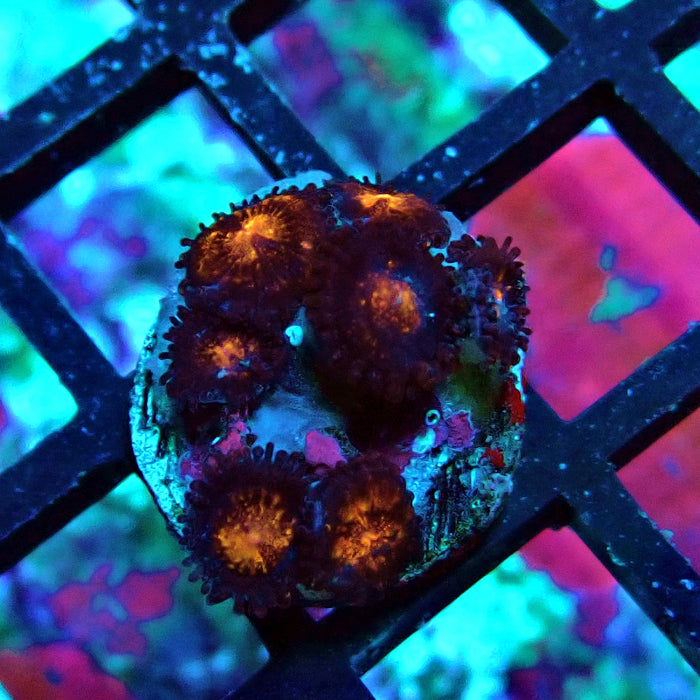 Ultra Zoas Frag