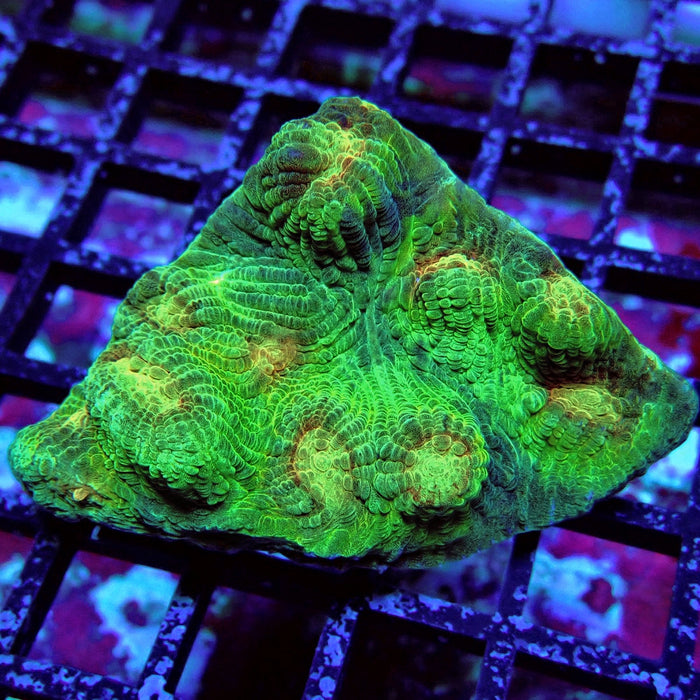 Chalice Coral Frag (10)