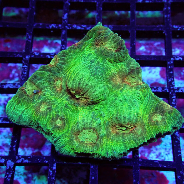 Chalice Coral Frag (10)