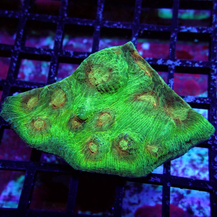 Chalice Coral Frag (10)