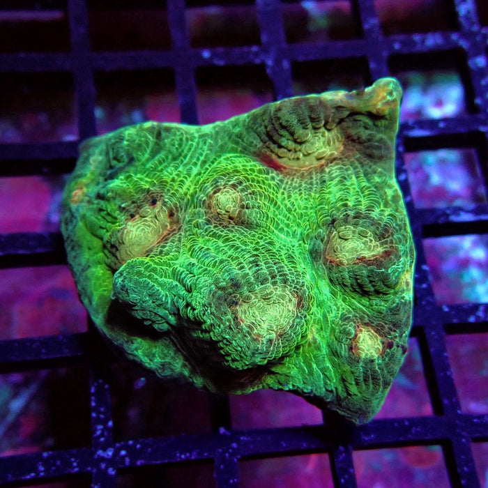 Chalice Coral Frag (10)