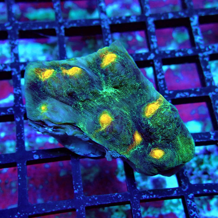 Chalice Coral Frag (12)