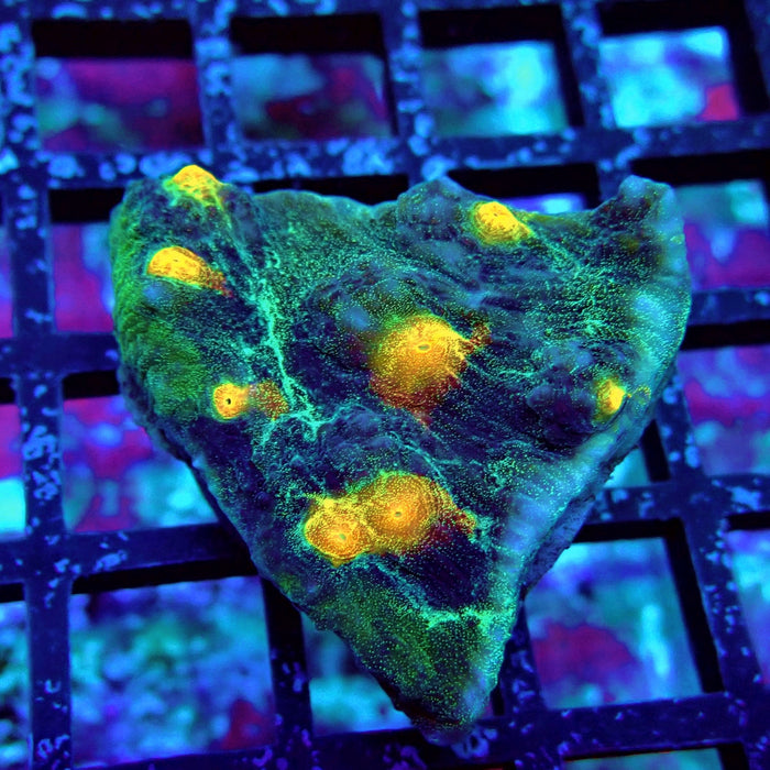 Chalice Coral Frag (12)