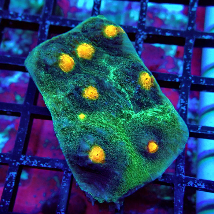 Chalice Coral Frag (12)
