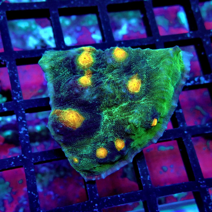 Chalice Coral Frag (12)