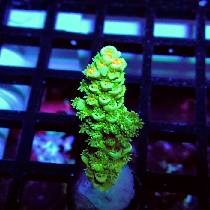 Green Orange Polyps Tenuis Acro